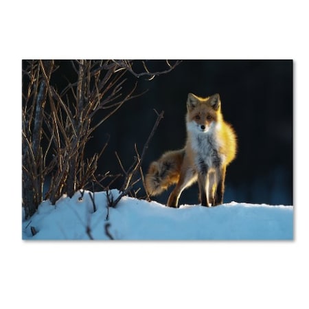 Sanin Alexandr 'Red Fox 2' Canvas Art,22x32